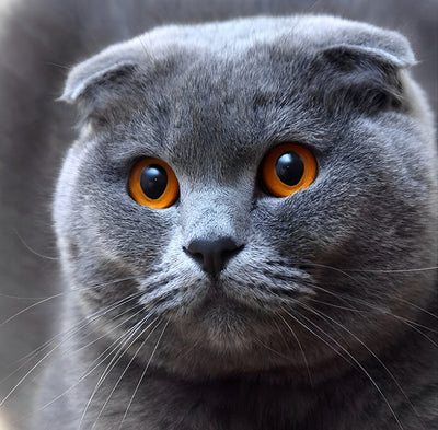 Chat British Shorthair à Oreilles Pliées Broderie Diamant