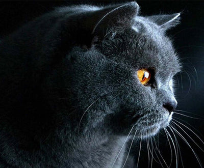 Chat British Shorthair aux Yeux Jaune Broderie Diamant