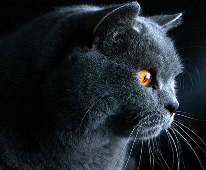 Chat British Shorthair aux Yeux Jaune Broderie Diamant