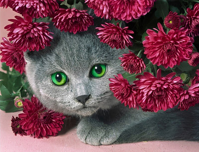 Chat British Shorthair aux Yeux Verts dans les Chrysanthème Rouges Broderie Diamant