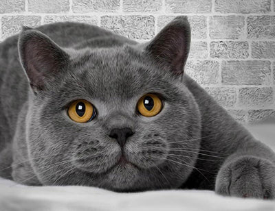 Chat British Shorthair Couché et Langoureux Broderie Diamant