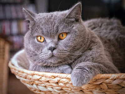 Chat British Shorthair Couché sur le Ventre dans Panier Broderie Diamant