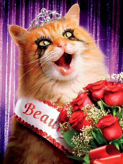 Chat Champion de Beauté Broderie Diamant