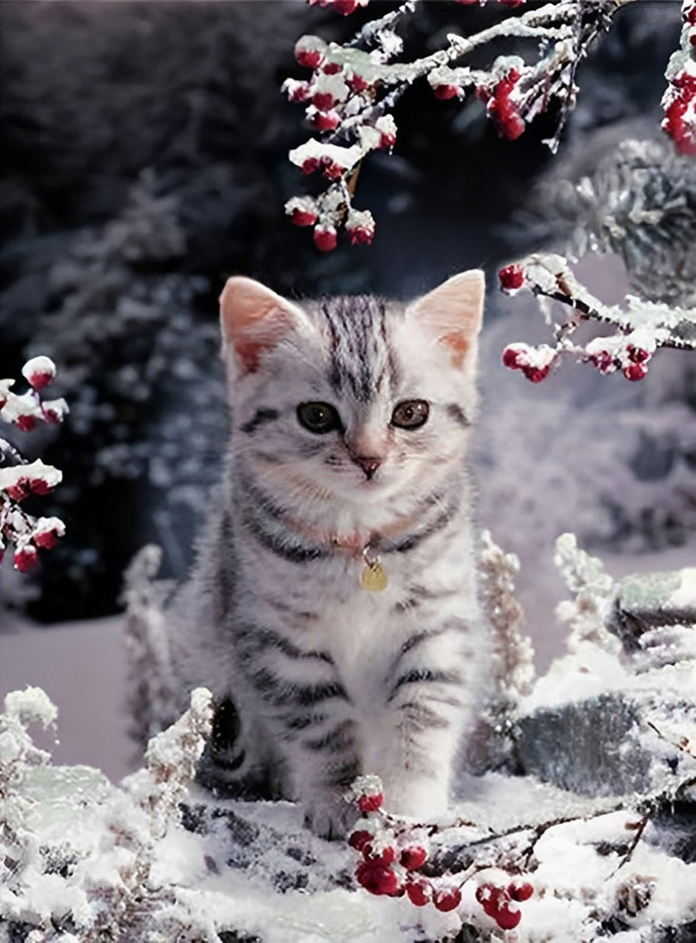 Chat dans la Neige Broderie Diamant