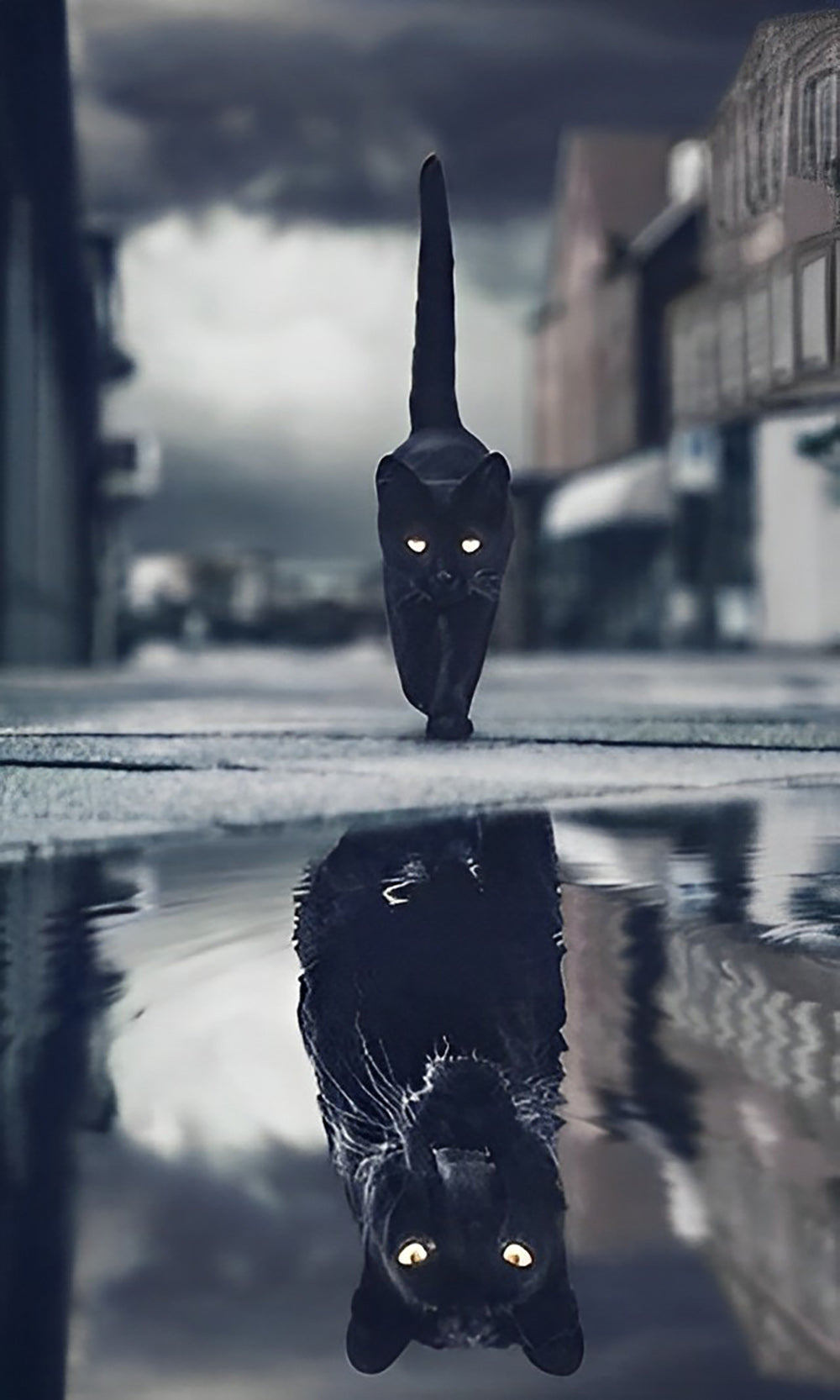 Chat et Panthère Noirs dans le Reflet Broderie Diamant