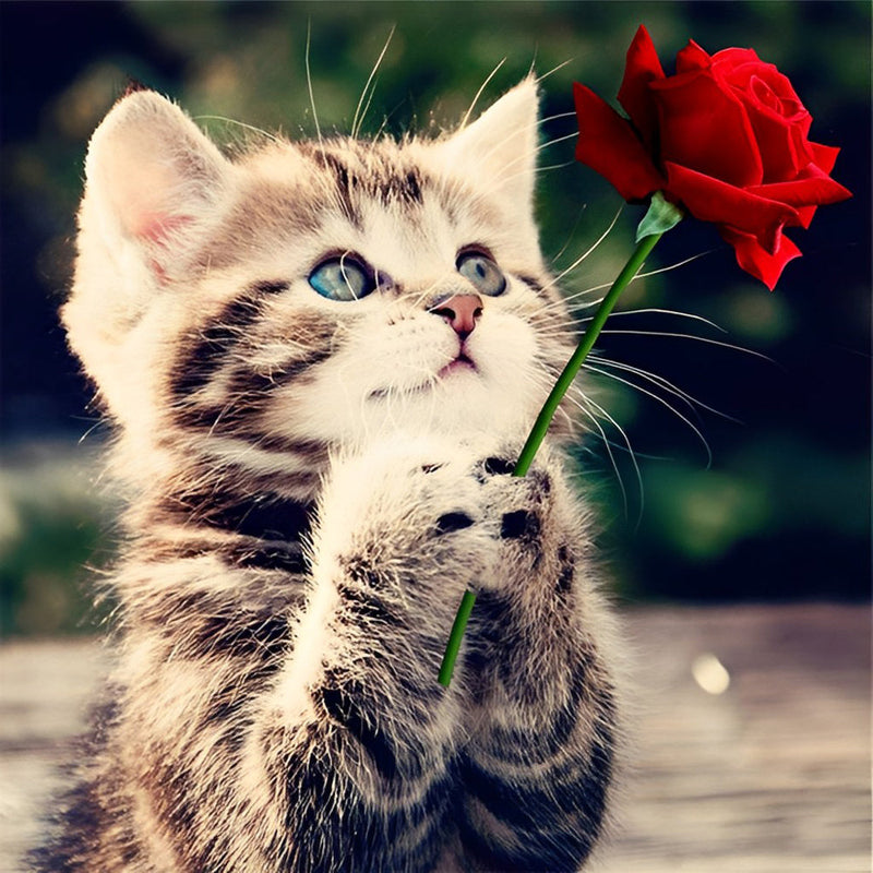 Chat et Rose Rouge Broderie Diamant