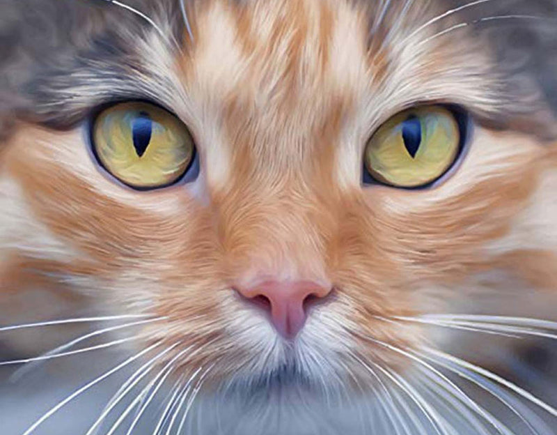 Chat Orange et Gris Impassible Broderie Diamant