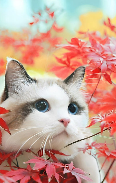 Chat Ragdoll et Feuilles d'Erable Broderie Diamant