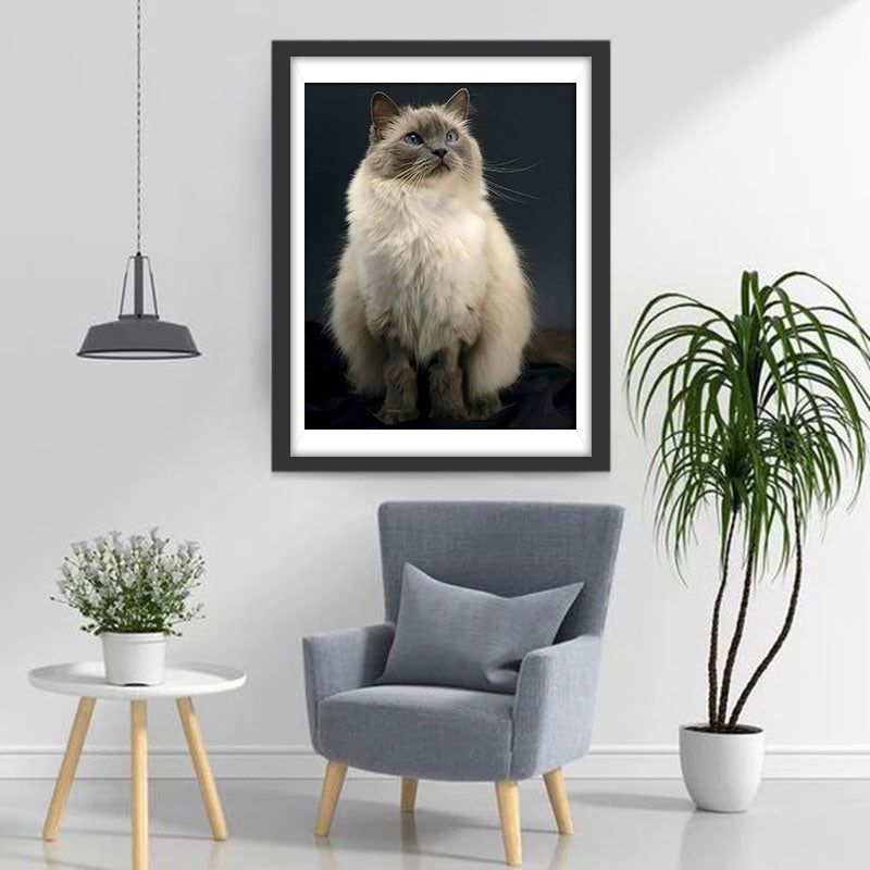 Chat Ragdoll Noir et Blanc Broderie Diamant