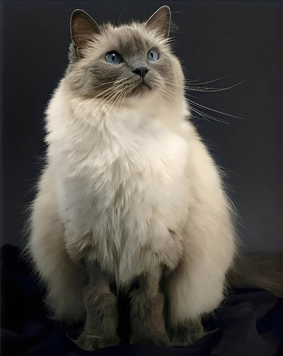 Chat Ragdoll Noir et Blanc Broderie Diamant