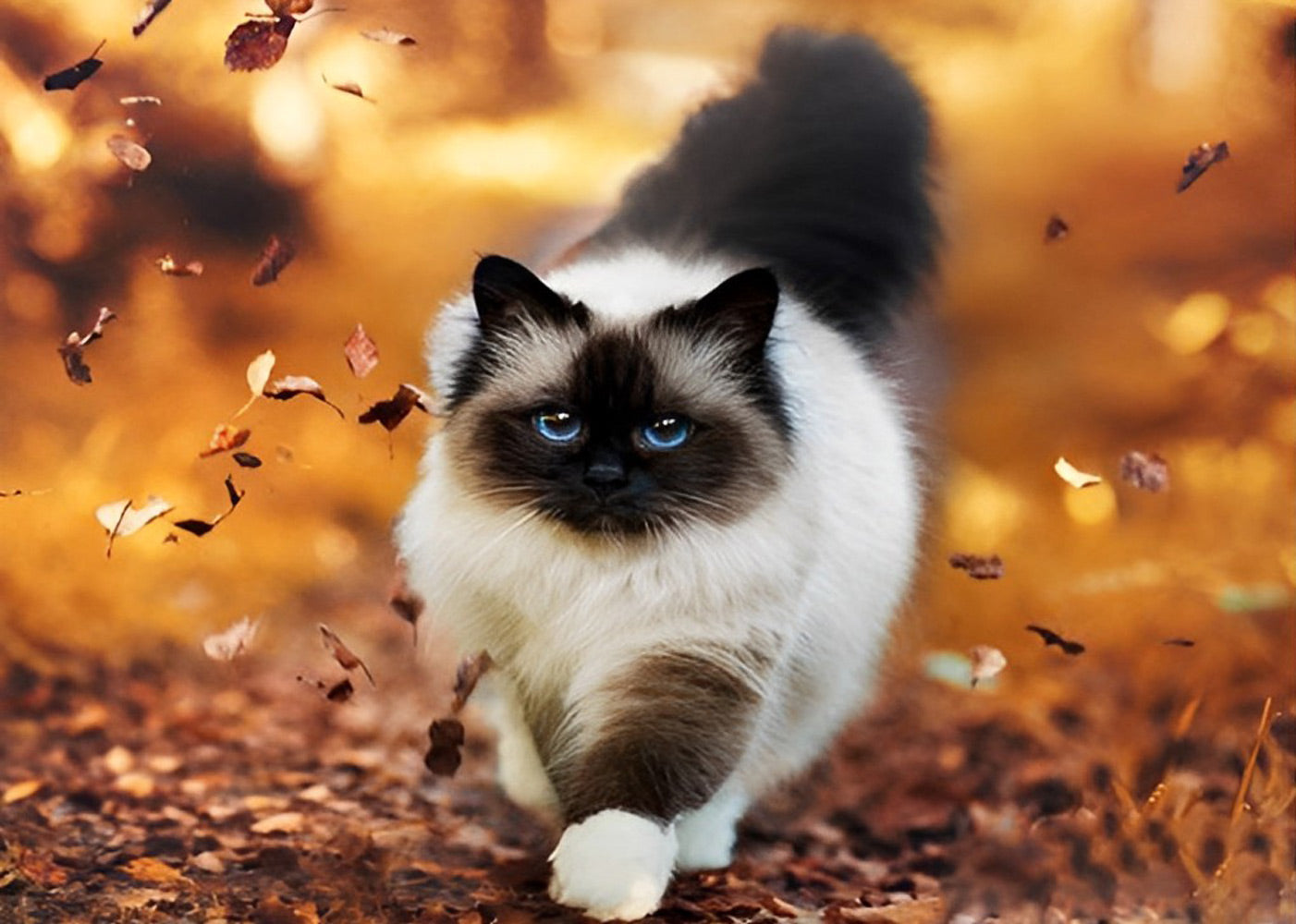 Chat Siamois Courant sur des Feuilles Mortes Broderie Diamant