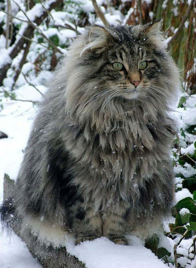 Chat Sibérien Broderie Diamant