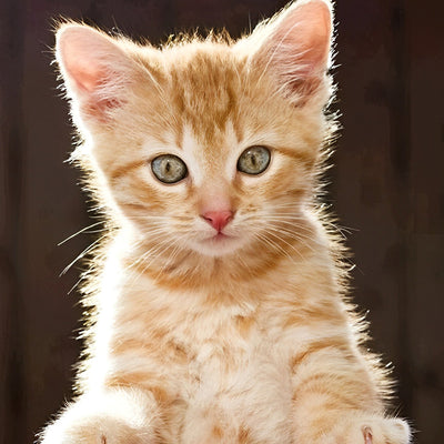 Chaton à Poil Ebouriffé et Orange Broderie Diamant