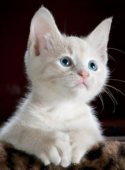 Chaton Argenté aux Oreilles Pointues Broderie Diamant