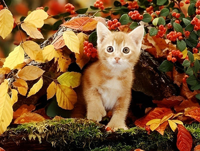Chaton d'Automne Broderie Diamant