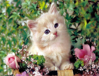 Chaton Doré sur Panier de Fleurs Broderie Diamant