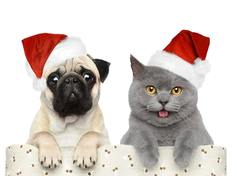 Chaton et Chiot de Noël Fête Broderie Diamant