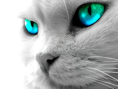 Chaton Gris aux Yeux de Bijou Broderie Diamant