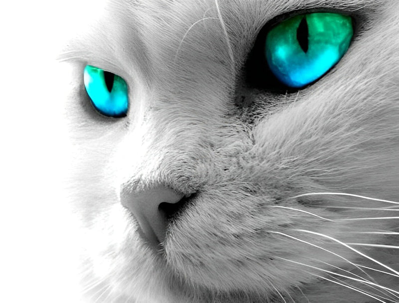 Chaton Gris aux Yeux de Bijou Broderie Diamant