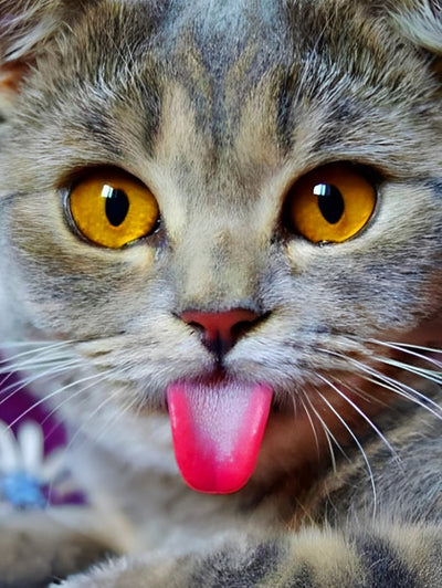 Chaton Mignon Tirant la Langue Broderie Diamant