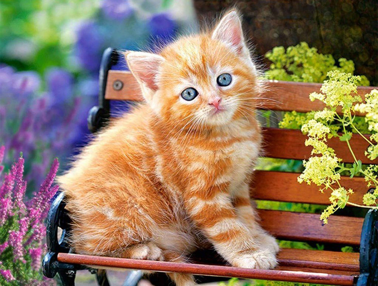 Chaton Orange sur Banc de Jardin Broderie Diamant