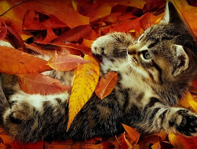 Chaton Roulant et Jouant avec des Feuilles d'Automne Broderie Diamant