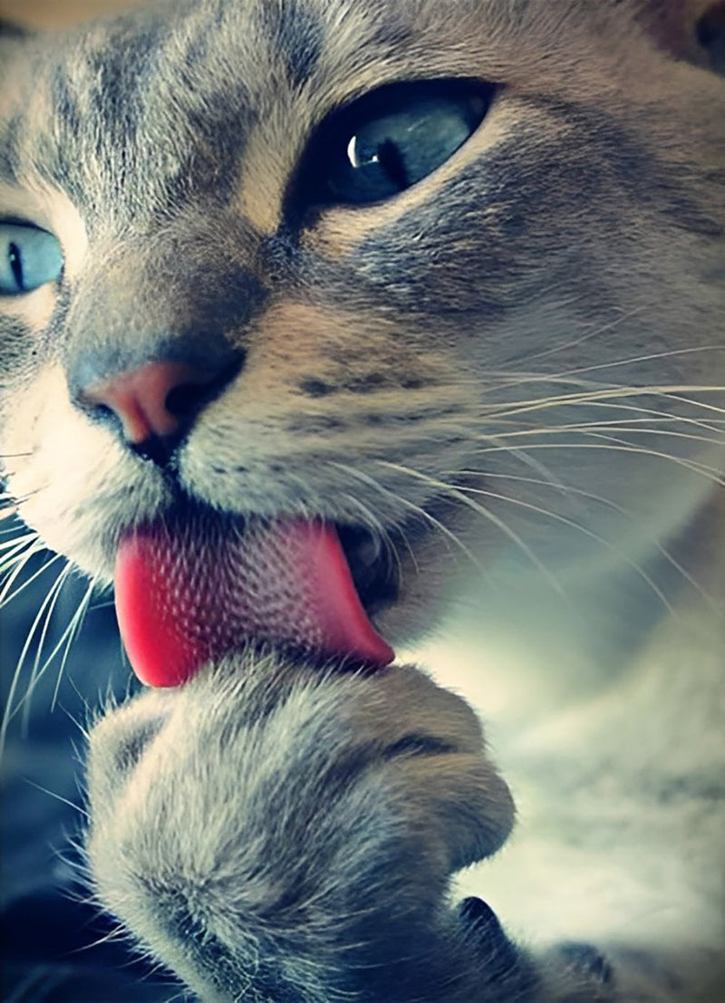 Chaton Se Léchant les Pattes Broderie Diamant