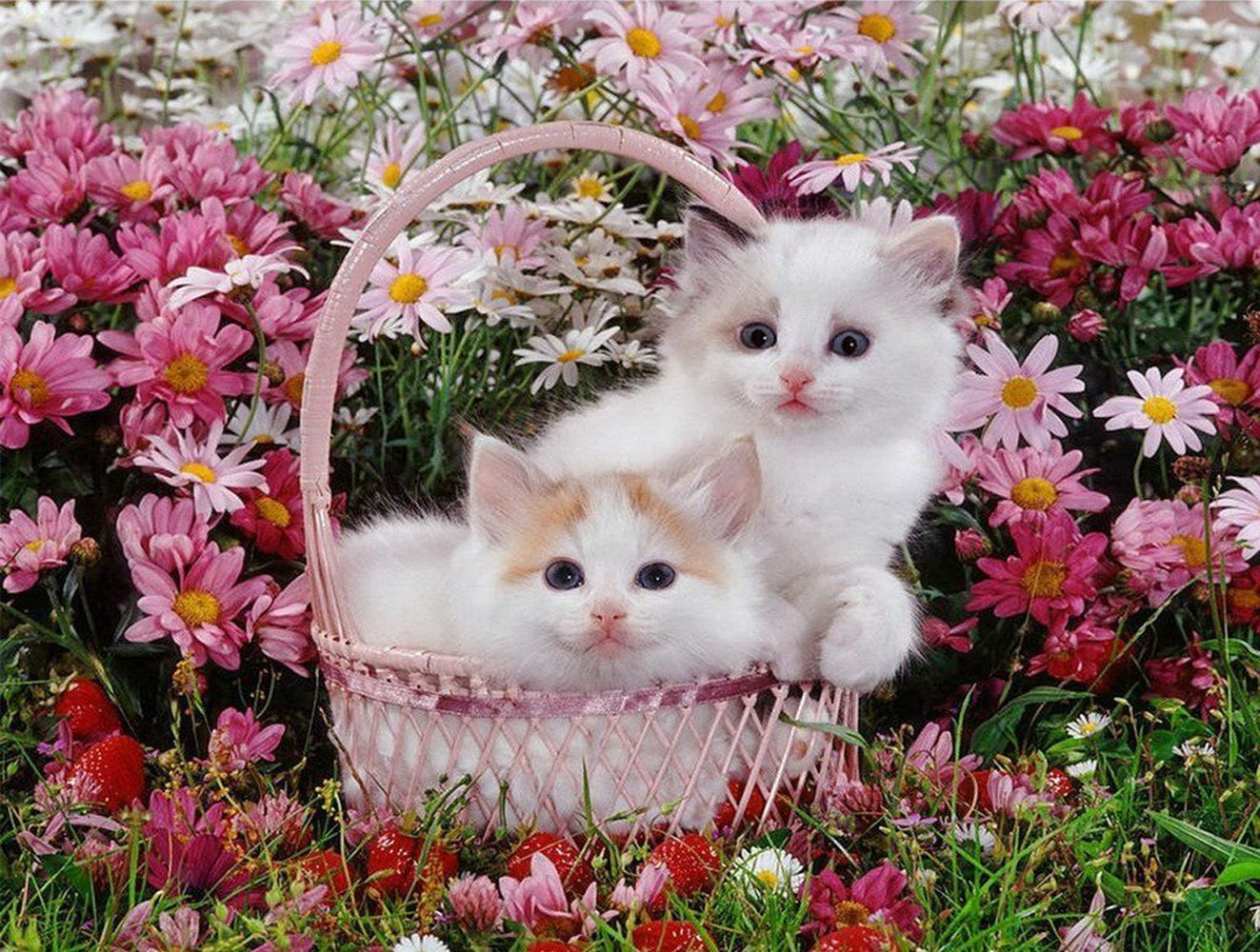 Chats dans le Panier et Fleurs Broderie Diamant