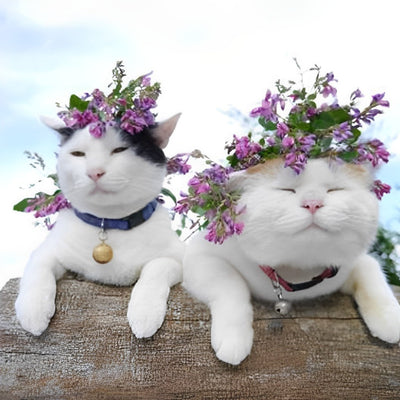 Chats Tricolores Costauds avec Couronnes de Fleurs Broderie Diamant