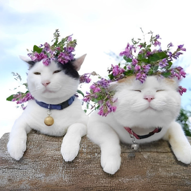 Chats Tricolores Costauds avec Couronnes de Fleurs Broderie Diamant