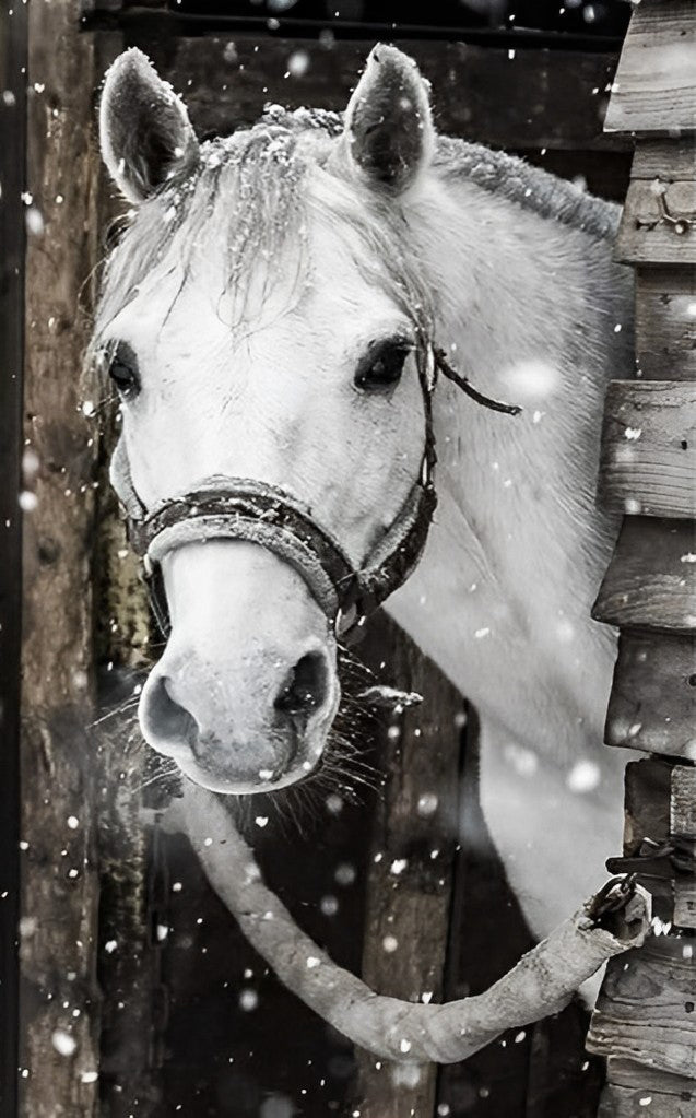 Cheval Blanc dans le Chalet Broderie Diamant
