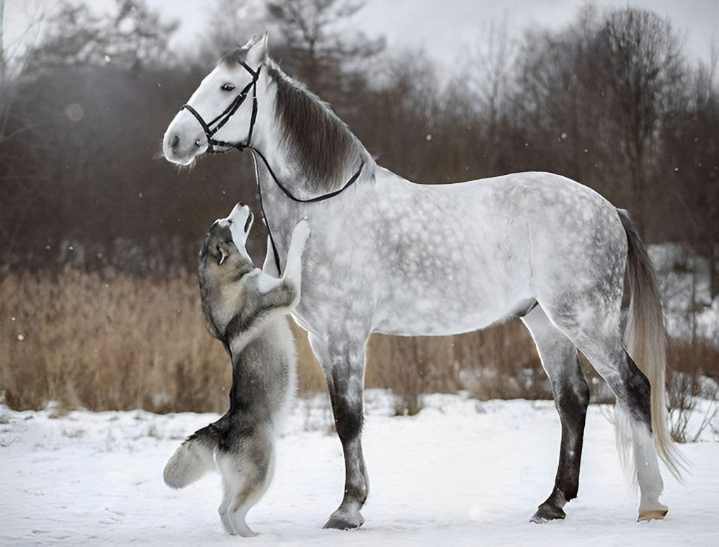 Cheval Blanc et Husky Broderie Diamant