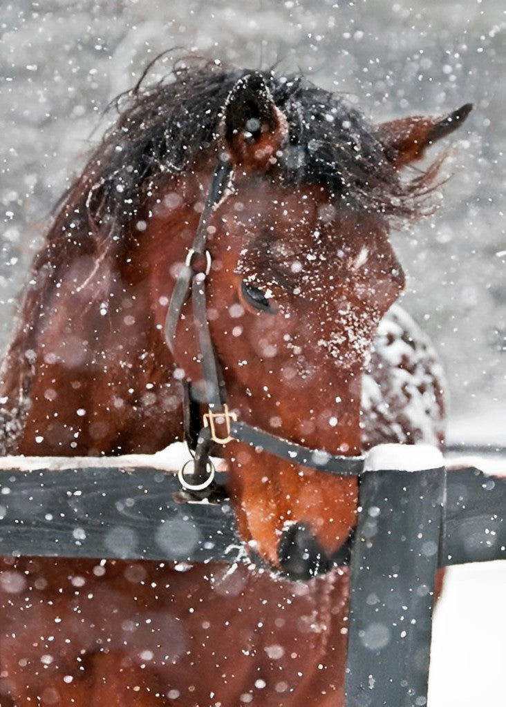 Cheval Brun Regardant la Neige Broderie Diamant