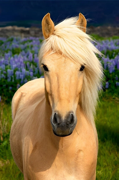 Cheval Jaune à la Crinière Blanche Broderie Diamant