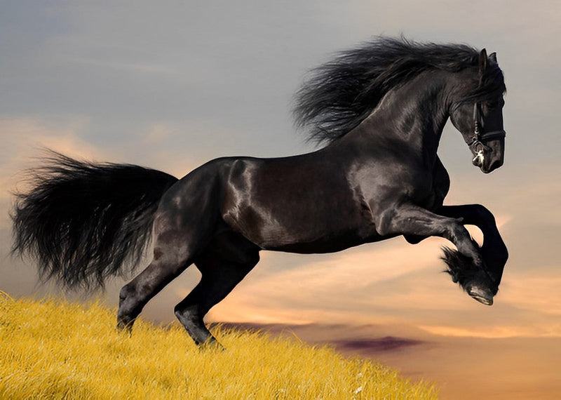Cheval Noir Courant Broderie Diamant