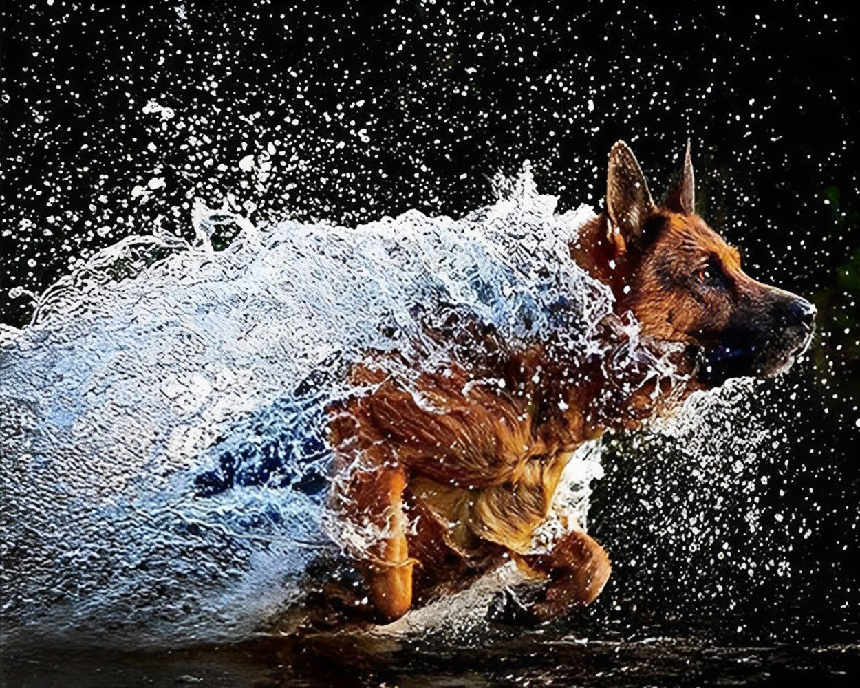 Chien Berger Allemand Courant dans l'Eau Broderie Diamant