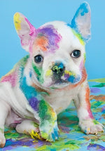 Chien Bouledogue avec des Taches de Couleurs Broderie Diamant