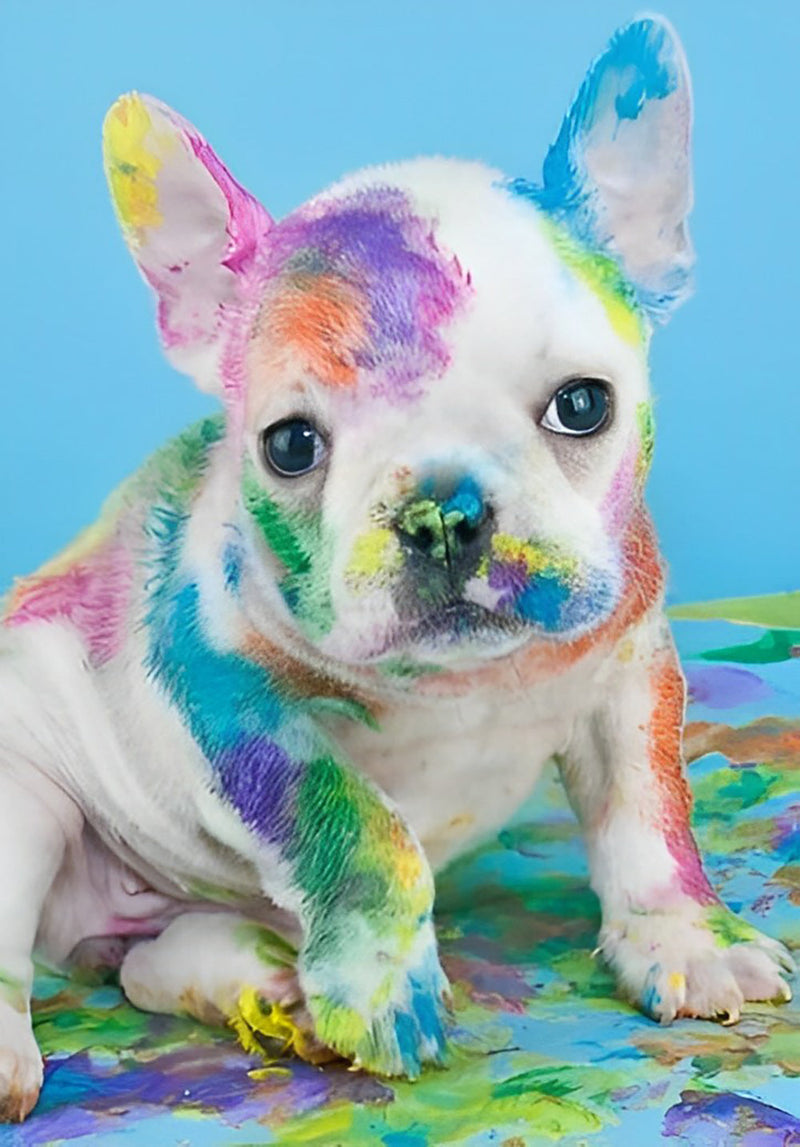 Chien Bouledogue avec des Taches de Couleurs Broderie Diamant