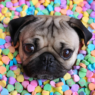 Chien Carlin avec des Bonbons Colorés Broderie Diamant