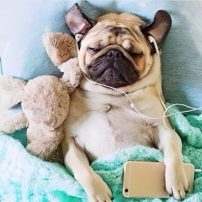 Chien Carlin Ecoutant de la Musique Broderie Diamant