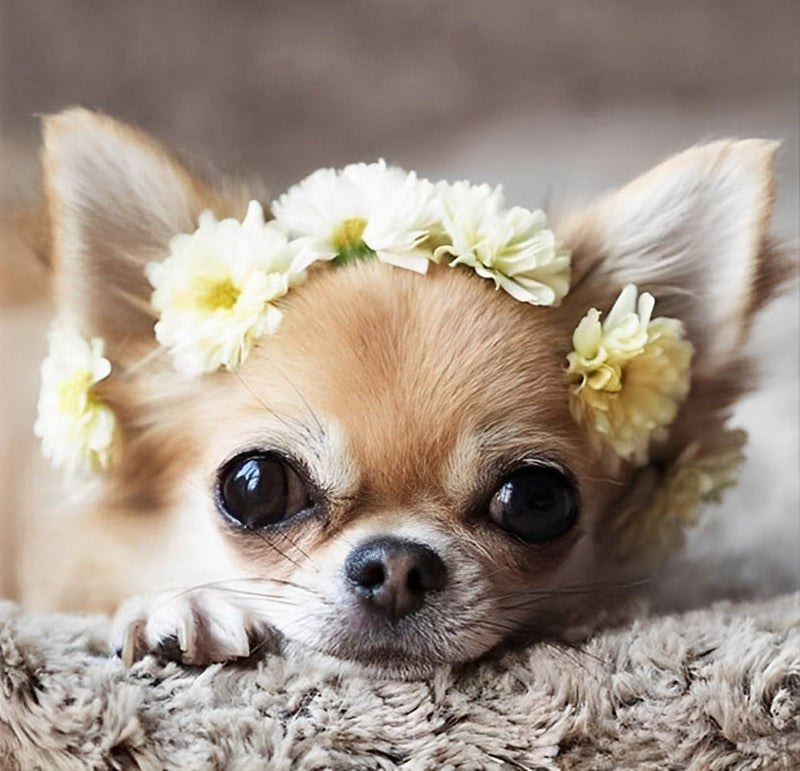 Chien Chihuahua avec Couronne de Fleurs Broderie Diamant