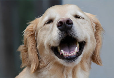 Chien Golden Retriever Souriant Animal Broderie Diamant