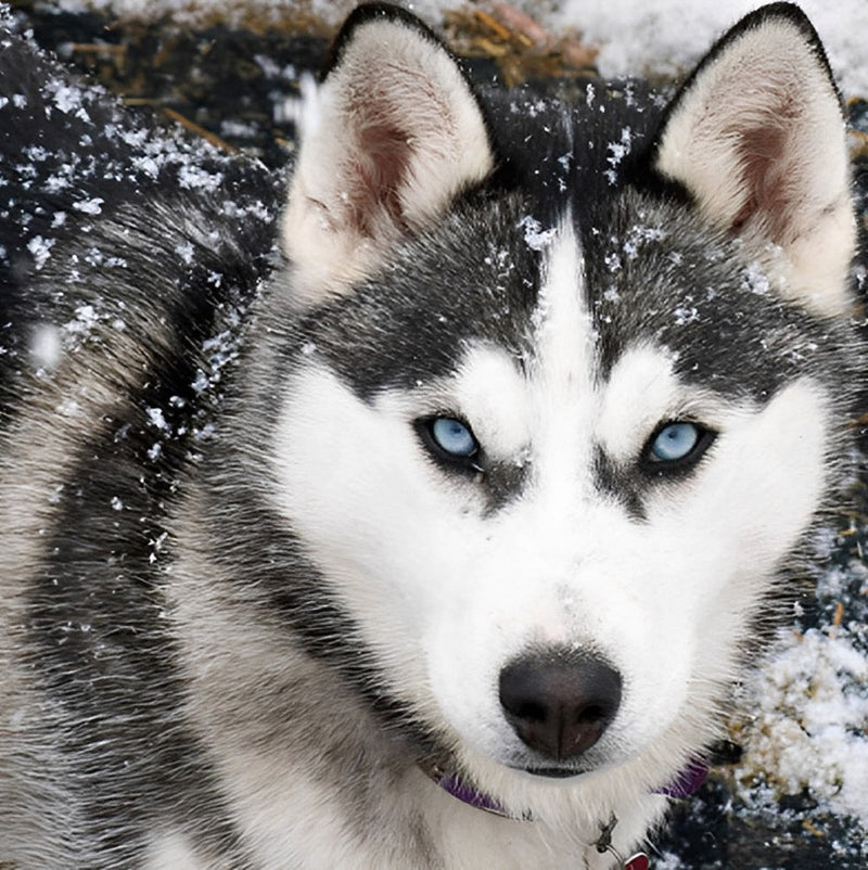 Chien Husky dans la Neige Broderie Diamant