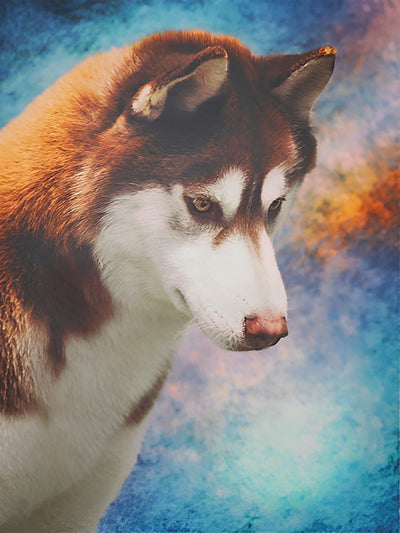 Chien Husky Roux et Blanc Broderie Diamant