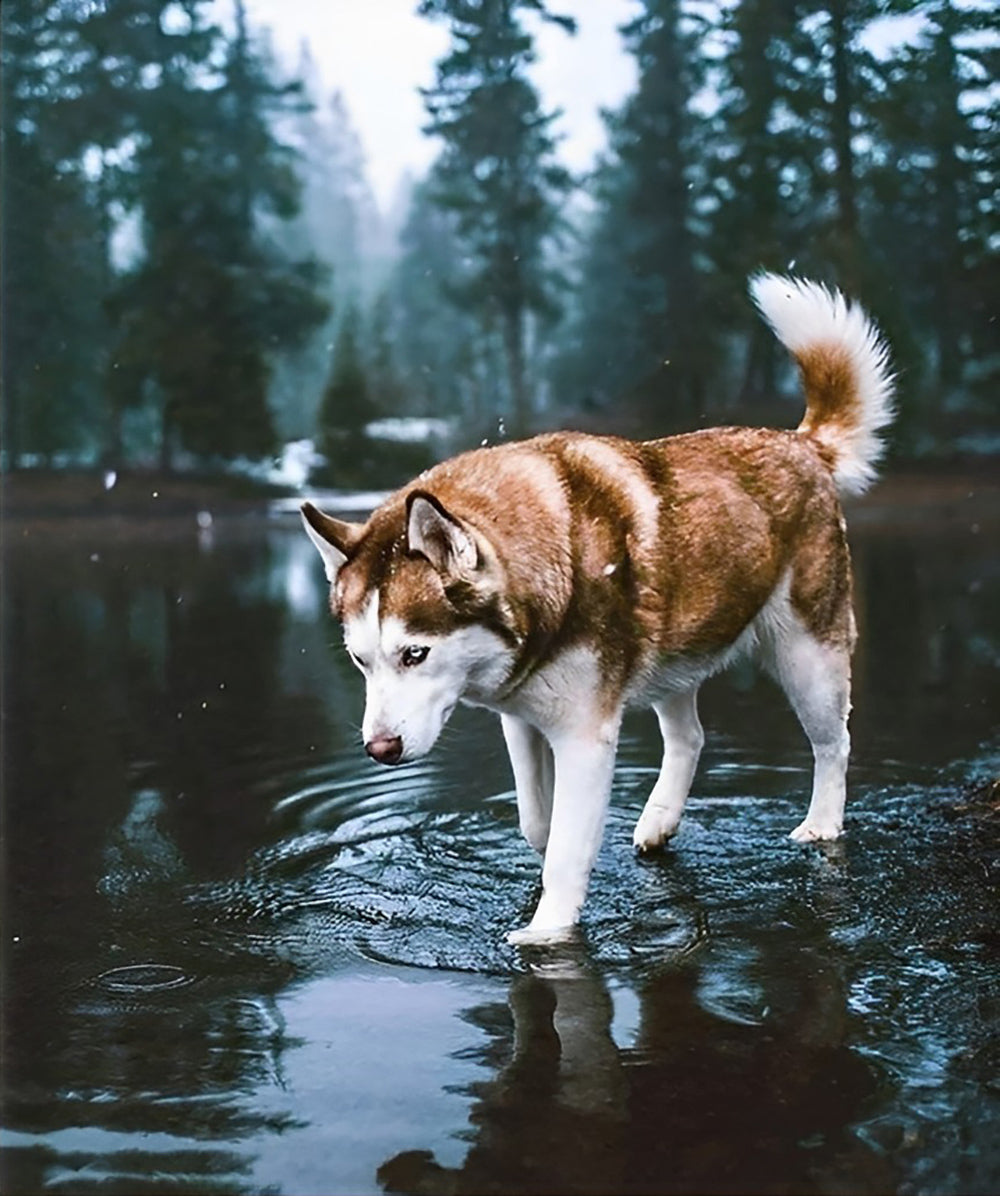 Chien Husky S'amusant à Piétiner dans l'Eau Broderie Diamant