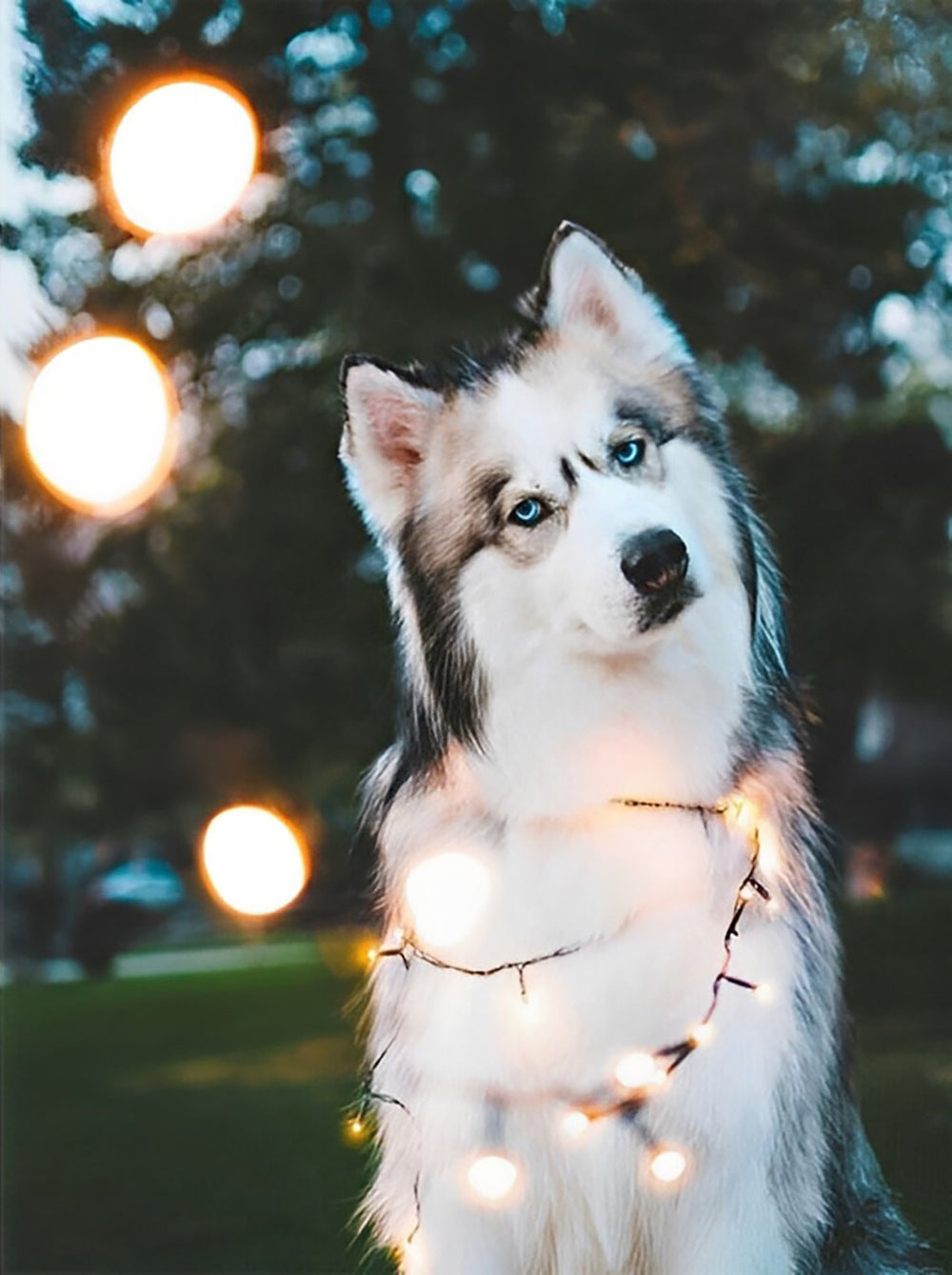 Chien Husky Tournant autour de la Petite Lampe Broderie Diamant
