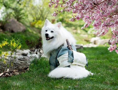 Chien Samoyède et les Fleurs de Pêcher Broderie Diamant