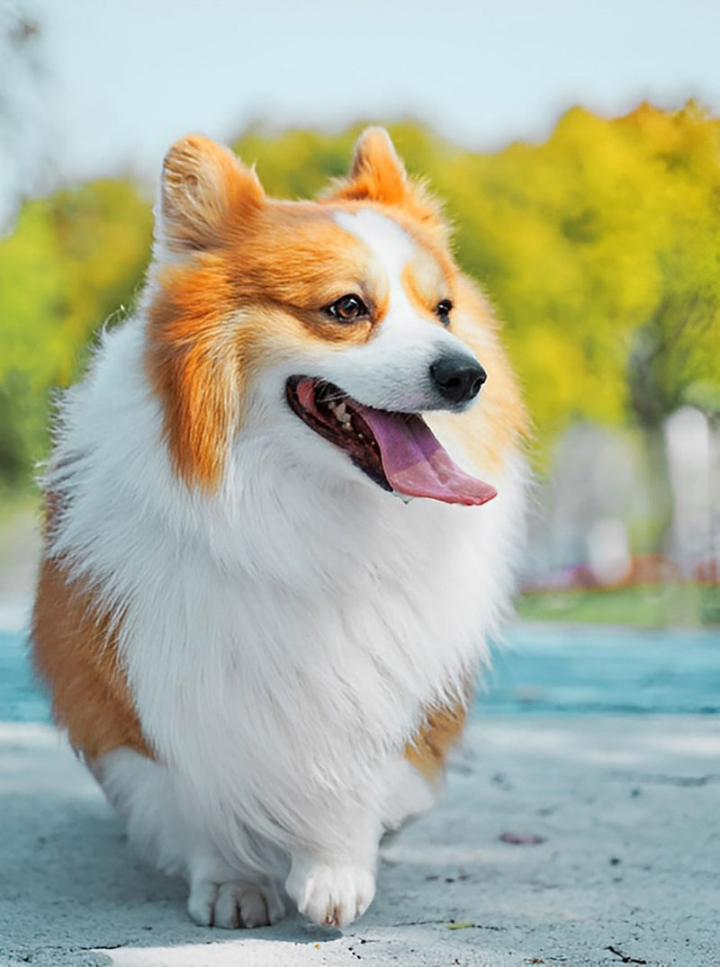 Chien Welsh Corgi Broderie Diamant