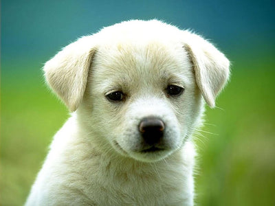 Chiot Labrador Sombre Broderie Diamant