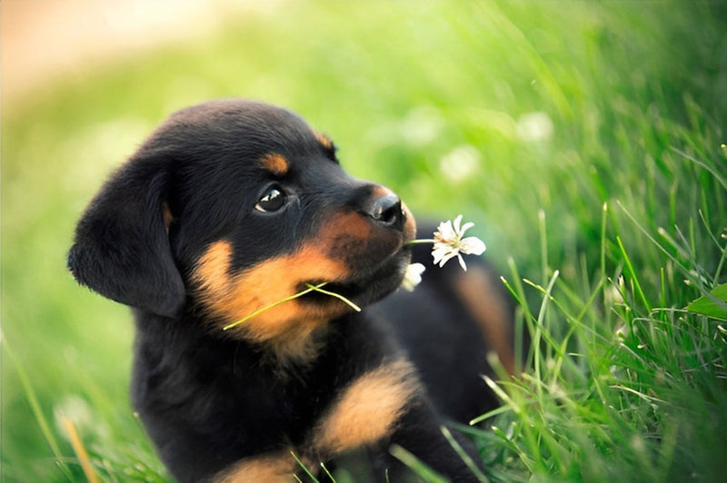 Chiot Rottweiler tenant Petite Fleur dans la Gueule Broderie Diamant